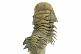 Flying Crotalocephalina Trilobite - Exposed Hypostome #359239-4